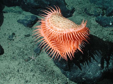 Monterey Bay Aquarium — Davidson Seamount Is A Deep Sea Oasis Of Life