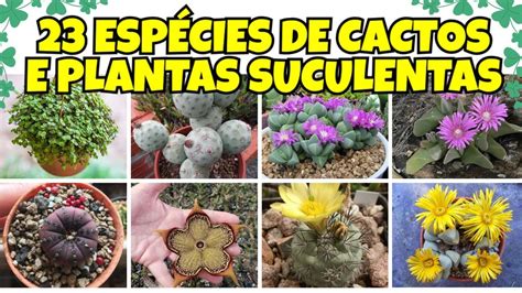 23 EspÉcies De Cactos E Plantas Suculentas Raras Para IdentificaÇÃo Youtube