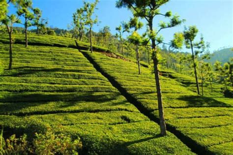 Tea plantation tours - Ooty: Get the Detail of Tea plantation tours on ...