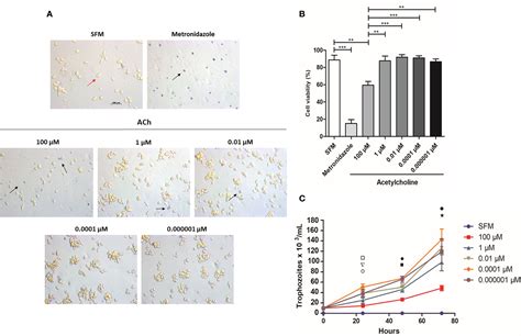 Frontiers Acetylcholine Upregulates Entamoeba Histolytica Virulence Factors Enhancing