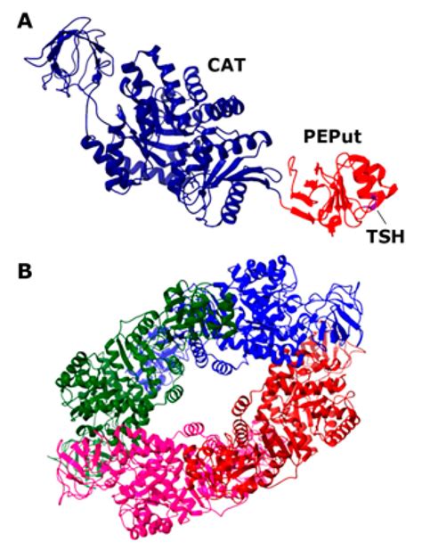 The Replicative DnaE Polymerase Of Bacillus Subtilis Recruits The