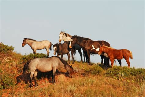 Wild Horses at the Theodore Roosevelt National Park | Wild horses ...