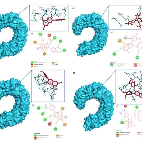 The Interaction Among Cyanidin A Cyanidin 3 O Glucoside B