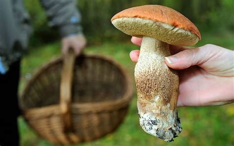 Precipita In Un Dirupo Morto Cercatore Di Funghi Enne In Val Susa