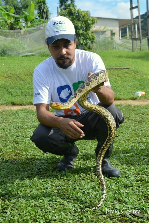 Cientistas Encontram Jiboia Mais Rara Do Mundo Na Mata Atl Ntica