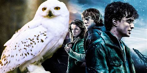Hedwig Harry Potter