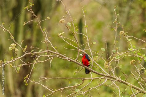 Foto De Double Toothed Barbet Lybius Bidentatus In A Tree Queen