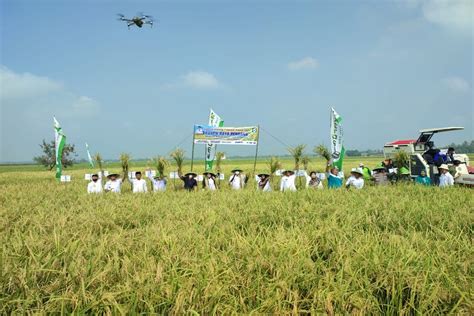 Gunakan Pupuk Hayati Cair Hasil Panen Padi Petani Pringsewu Meningkat