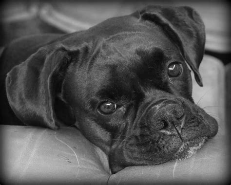 The Boxer Lab Mix - Your Ultimate Breed Information Guide | Your Dog ...