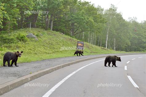 道路を横断するヒグマ 北海道・知床 写真素材 6895475 フォトライブラリー Photolibrary