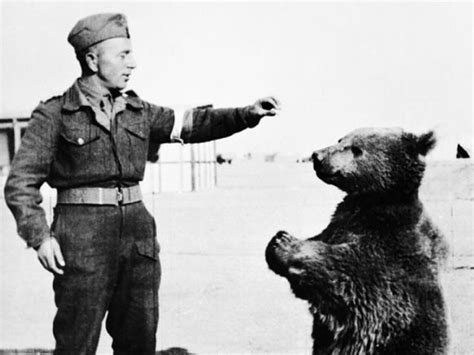 Wojtek: The bear who fought Hitler's Nazis | The Independent | The ...