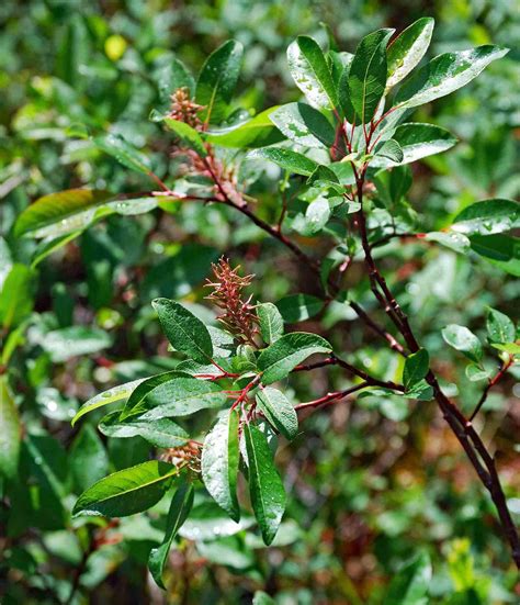 Gallery - Salix pyrifolia (balsam willow) - Flora of Newfoundland and
