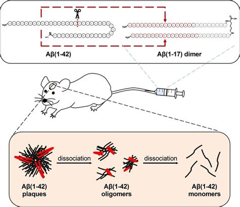 Amyloid Against Amyloid Dimeric Amyloid Fragment Ameliorates Cognitive