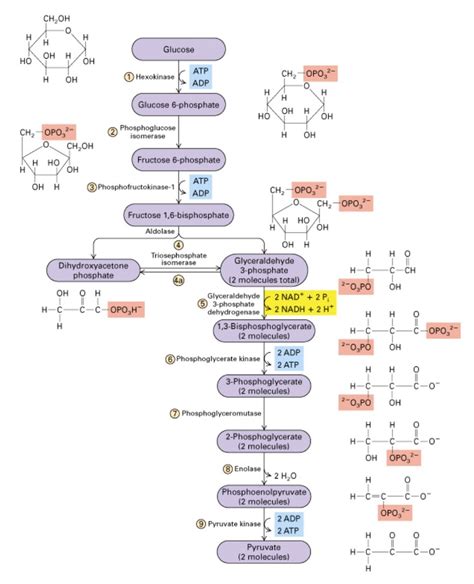 Glycolysis Diagram Quizlet