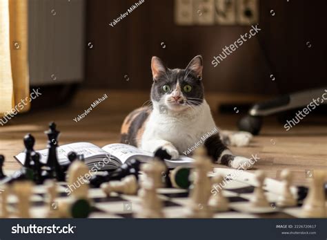 Cat And Chess: Over 586 Royalty-Free Licensable Stock Photos | Shutterstock