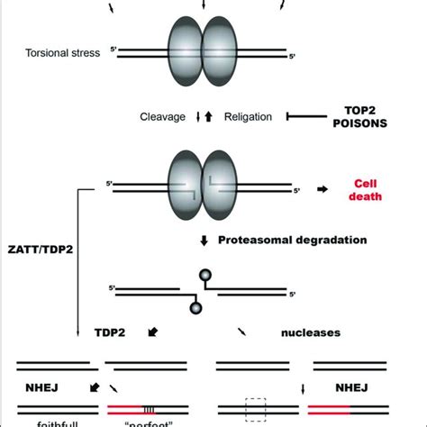 TOP2 Induced Chromosomal Translocations Model Representing The