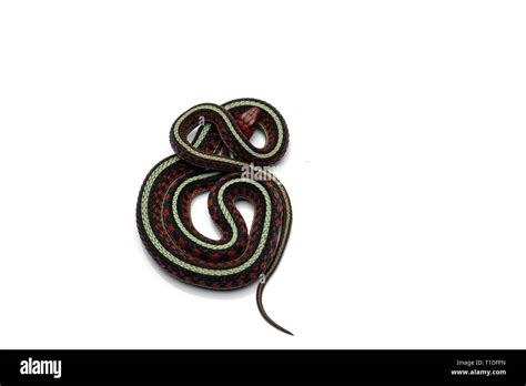 Eastern Garter Snake isolated on white background Stock Photo - Alamy