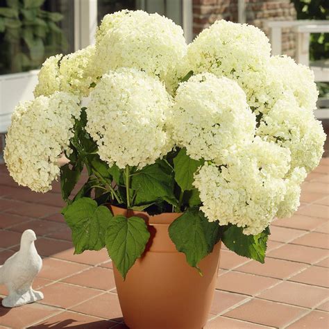 Hydrangea Arborescens Annabelle Large Plant Shrubs Roses