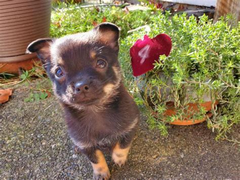 Pomchi pups North Bend - Puppies for Sale Near Me