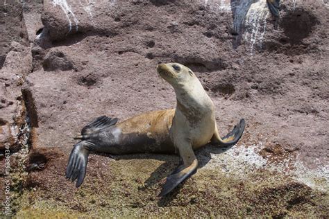 Sea Lions Isla Espiritu Santo, Sea Of Cortes, La Paz Baja California ...