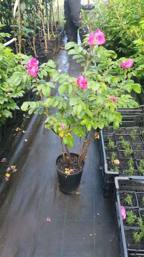 Купить саженцы Розы морщинистой (шиповника розового) 🌱, доставка СПб ...