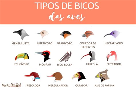 Tipos De Bicos De Aves Para Que Servem E Alimenta O