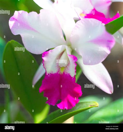 Cattleya Flower Hi Res Stock Photography And Images Alamy