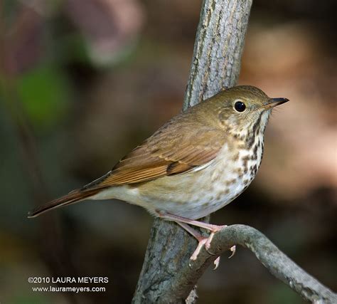 Hermit Thrush Archives Laura Meyers Photography