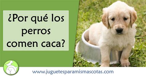 Cuál es el motivo por el que los perros comen heces Consejos de