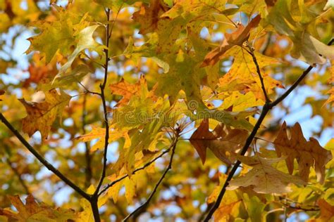 Fall foliage of colors stock photo. Image of canopy, forest - 81340358