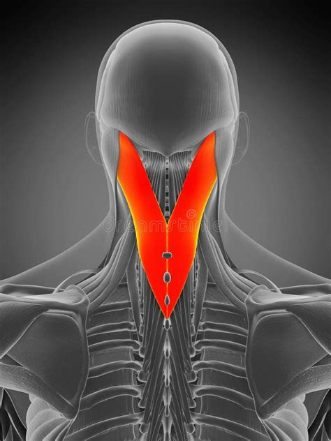 Illustration D Des Muscles De Capitis Splenius Sur La Musculature De