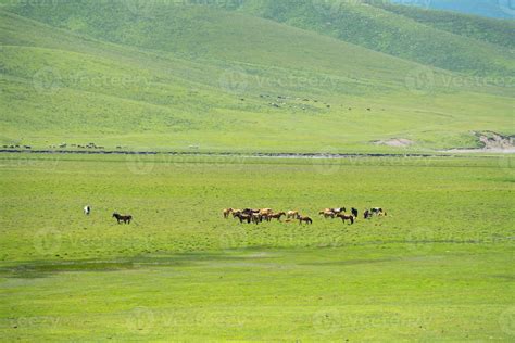 Horses with vast grassland. Photo in Bayinbuluke Grassland in Xinjiang