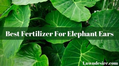 10 Best Fertilizer For Elephant Ears In 2023 The Wrench Finder