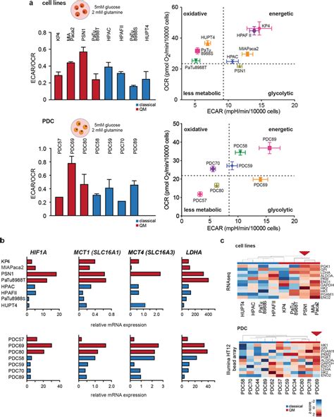 Functional Glycolysis Evaluation In Pdac Cells A Ecar To Ocr Ratios