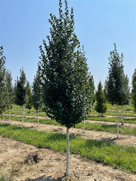 Betula Platyphylla Fargo Dakota Pinnacle Birch Browns Nursery