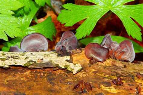 Wood Ear Mushroom A Complete Guide — First Light Farm