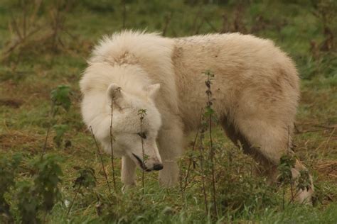 Arctic Wolf Zoochat