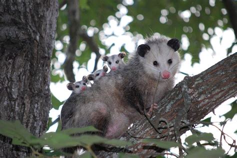 Opossum Control Indianapolis