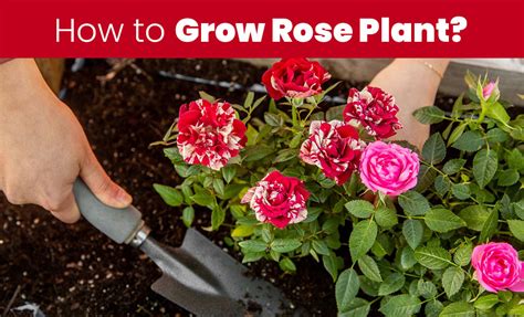 How To Grow Rose Plant Embracegardening