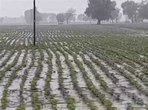 Buldhana Rain News Rains Continue In Buldhana District Crops On Hundreds Of Hectares Under