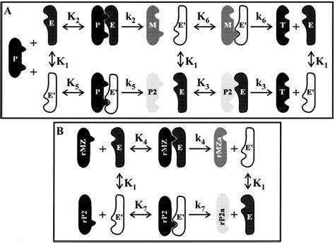 Schematic Representation Of The Ping Pong Like Mechanism A In This