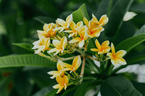 Amarillo Frangipani Flores O Plumeria Cerca Arriba En Verde Hoja