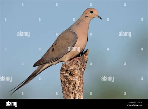 Mourning Dove Zenaida Macroura Stock Photo Alamy