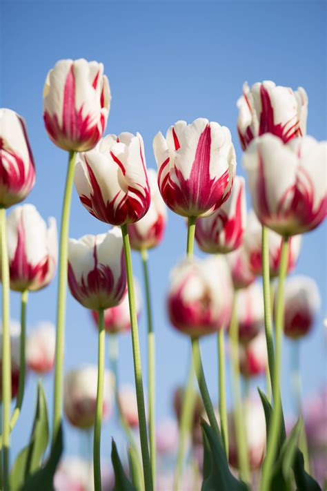 Tulip, flower, pink and white HD photo by Kwang Mathurosemontri ...