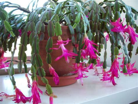 Schlumbergera × Buckleyi True Christmas Cactus World Of Succulents