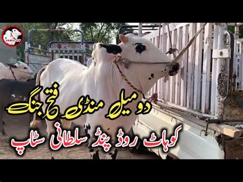 Domail Mandi Fatehjang Latest Update Ll Part Ll Gondal Mandi Ll