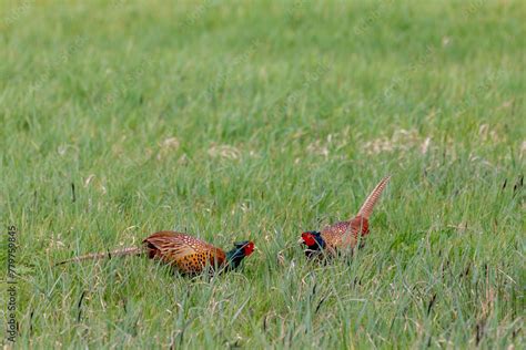 A Common Pheasant Also Known As Ring Necked Pheasants In Its Natural