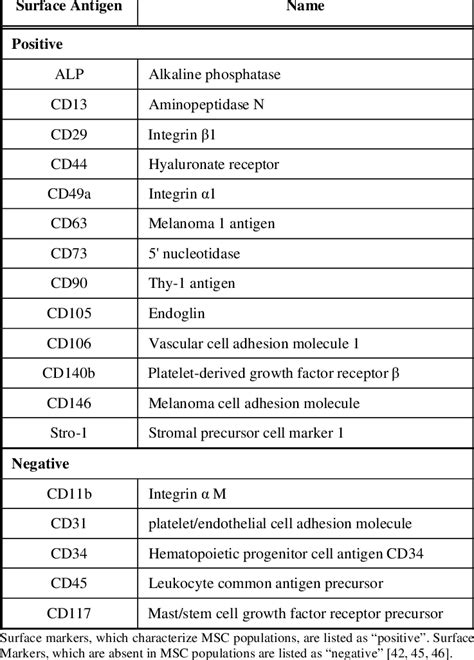 Surface Antigens Of Mesenchymal Stem Cells Download Table