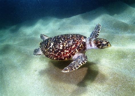 Biologia Marinha Dados Da Tartaruga De Pente Ou Leg Tima