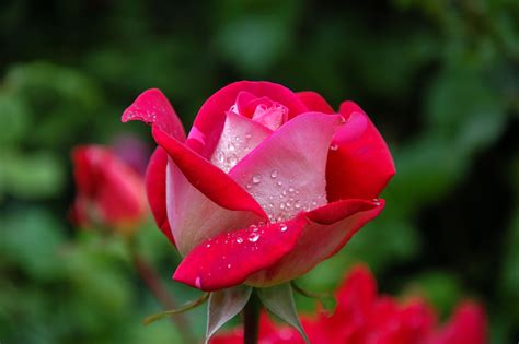 The meaning and symbolism of the word - «Rose»